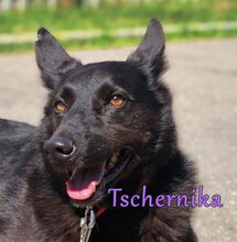 TSCHERNIKA, Hund, Mischlingshund in Berlin - Bild 24