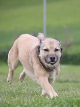 ELVIS, Hund, Mischlingshund in Altena - Bild 1
