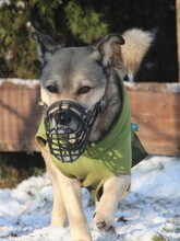 ELVIS, Hund, Mischlingshund in Altena - Bild 11