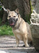 ELVIS, Hund, Mischlingshund in Altena - Bild 18