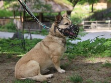 ELVIS, Hund, Mischlingshund in Altena - Bild 19