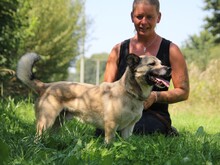 ELVIS, Hund, Mischlingshund in Altena - Bild 2