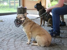 ELVIS, Hund, Mischlingshund in Altena - Bild 20