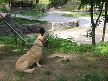ELVIS, Hund, Mischlingshund in Altena - Bild 21