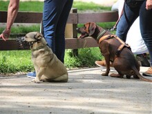 ELVIS, Hund, Mischlingshund in Altena - Bild 22