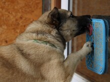 ELVIS, Hund, Mischlingshund in Altena - Bild 23
