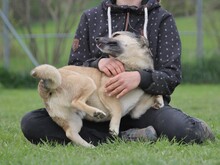 ELVIS, Hund, Mischlingshund in Altena - Bild 26