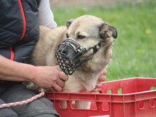 ELVIS, Hund, Mischlingshund in Altena - Bild 29