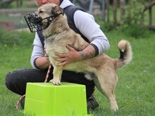 ELVIS, Hund, Mischlingshund in Mengkofen - Bild 32