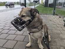 ELVIS, Hund, Mischlingshund in Mengkofen - Bild 34