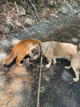 ELVIS, Hund, Mischlingshund in Mengkofen - Bild 40