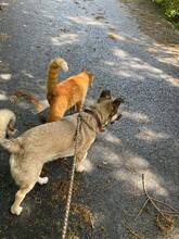 ELVIS, Hund, Mischlingshund in Mengkofen - Bild 42