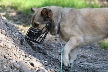 ELVIS, Hund, Mischlingshund in Mengkofen - Bild 44