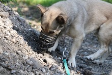 ELVIS, Hund, Mischlingshund in Mengkofen - Bild 46