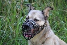 ELVIS, Hund, Mischlingshund in Mengkofen - Bild 47