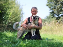ELVIS, Hund, Mischlingshund in Altena - Bild 5