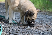 ELVIS, Hund, Mischlingshund in Mengkofen - Bild 50
