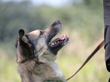 ELVIS, Hund, Mischlingshund in Altena - Bild 6