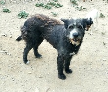 PERLA, Hund, Mischlingshund in Spanien - Bild 2