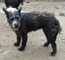 PERLA, Hund, Mischlingshund in Spanien - Bild 4