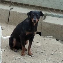 AXEL, Hund, Mischlingshund in Spanien - Bild 1