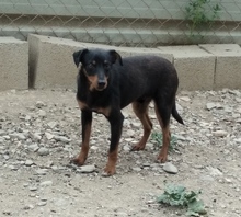 AXEL, Hund, Mischlingshund in Spanien - Bild 2