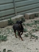 AXEL, Hund, Mischlingshund in Spanien - Bild 3