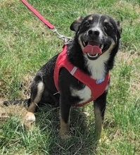 FIGO, Hund, Mischlingshund in Rumänien - Bild 1