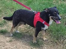 FIGO, Hund, Mischlingshund in Rumänien - Bild 2