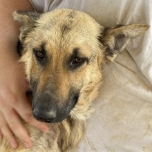 TIANA, Hund, Mischlingshund in Griechenland - Bild 1