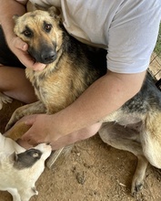 TIANA, Hund, Mischlingshund in Griechenland - Bild 10
