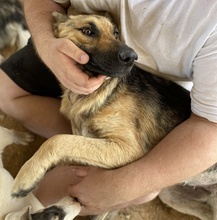 TIANA, Hund, Mischlingshund in Griechenland - Bild 11