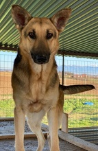 TIANA, Hund, Mischlingshund in Griechenland - Bild 13