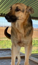 TIANA, Hund, Mischlingshund in Griechenland - Bild 14