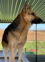 TIANA, Hund, Mischlingshund in Griechenland - Bild 15