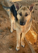 TIANA, Hund, Mischlingshund in Griechenland - Bild 16