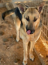 TIANA, Hund, Mischlingshund in Griechenland - Bild 17