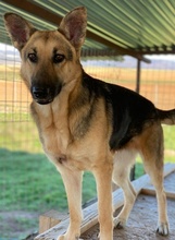 TIANA, Hund, Mischlingshund in Griechenland - Bild 20