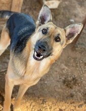 TIANA, Hund, Mischlingshund in Griechenland - Bild 24