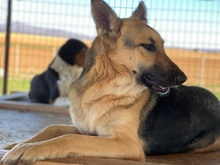 TIANA, Hund, Mischlingshund in Griechenland - Bild 25