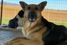 TIANA, Hund, Mischlingshund in Griechenland - Bild 27