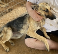 TIANA, Hund, Mischlingshund in Griechenland - Bild 3
