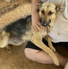 TIANA, Hund, Mischlingshund in Griechenland - Bild 4