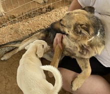 TIANA, Hund, Mischlingshund in Griechenland - Bild 6