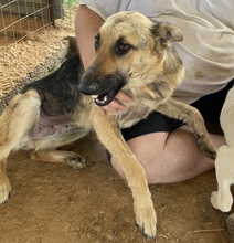 TIANA, Hund, Mischlingshund in Griechenland - Bild 9