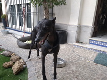 REPSOL, Hund, Galgo Español in Spanien - Bild 15