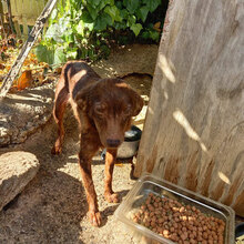 MORGANA, Hund, Mischlingshund in Italien - Bild 2