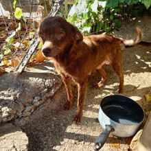 MORGANA, Hund, Mischlingshund in Italien - Bild 5