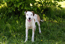 EDDI, Hund, Mischlingshund in Kroatien - Bild 2