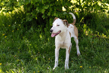 EDDI, Hund, Mischlingshund in Kroatien - Bild 4